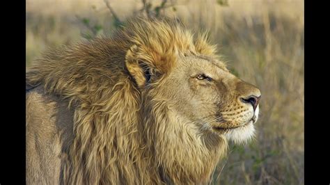 aslan yavruları belgeseli